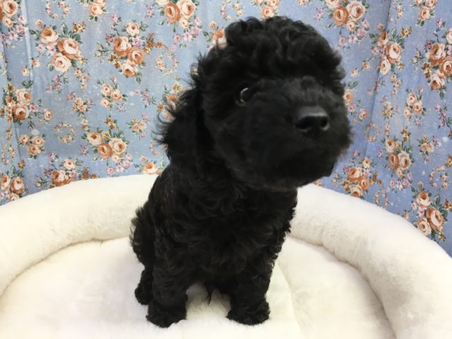 トイプードル(ブラック)男の子　2021年6月26日生まれ　入舎！！