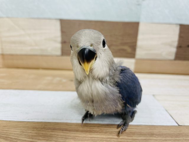 どうしてそんなに可愛いの？コザクラインコヒナ（バイオレット）