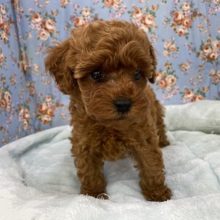 ぶたさんが大好きです(笑)　トイプードルの男のコ 2021.8/29撮影