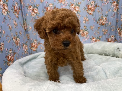 ぶたさんが大好きです(笑)　トイプードルの男のコ 2021.8/29撮影