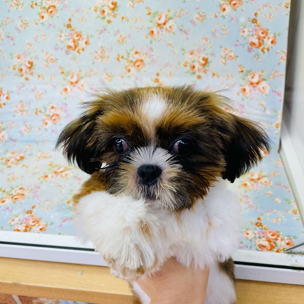 わんぱくボーイなシーズーくん！