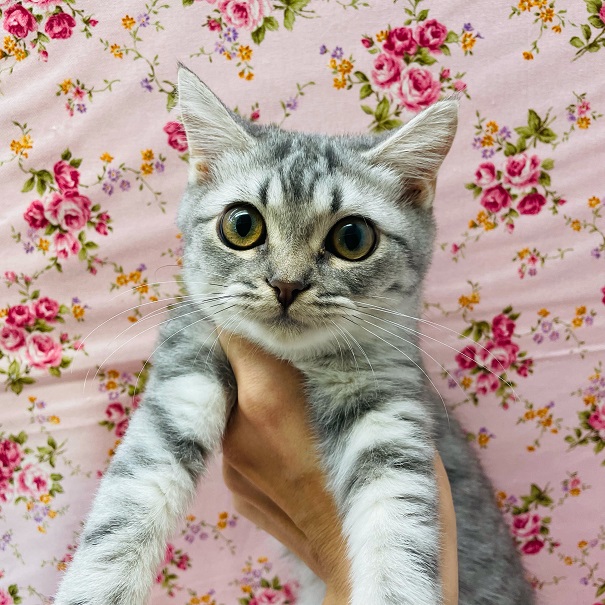 可愛いモミモミ動画と最新画像更新☆撫でてくれませんか？甘えたなマンチカンいるよ！