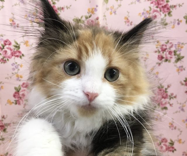 ノルウェージャン・F・キャット(ブラウンパッチドタビー&ホワイト)女の子　2021年5月16日生まれ　入舎！！