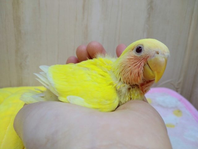 ルビーの様にキレイな目がチャームポイント！小桜インコさん来ました〜
