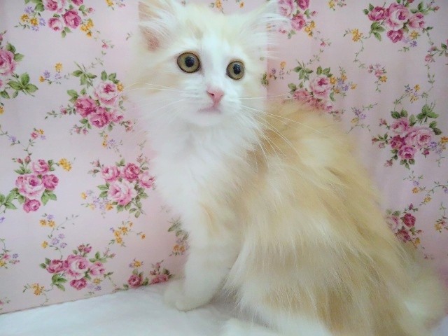 おしとやかな～ サイベリアン 女の子♪