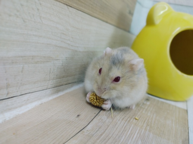 レアです！！ルビーアイのハムスターちゃん入荷しています💓