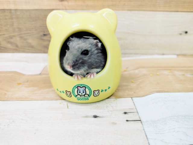 むちむち体型💓ロシアンブルーハムスターの男の子！！！