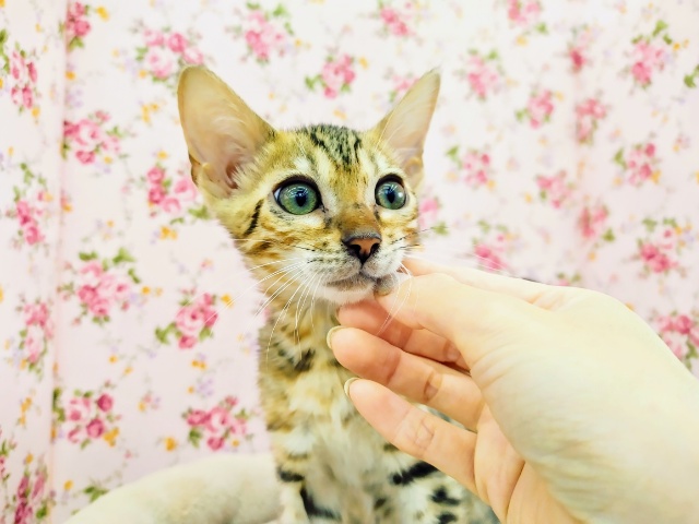 再入舎しました♥️ベンガルの女の子！！