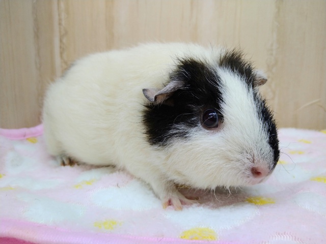 お野菜とナデナデが大好き！テディモルモットさんいますよ〜