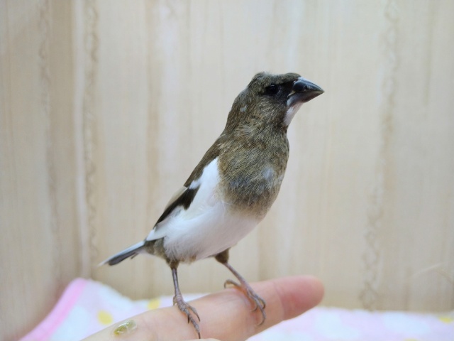 激カワナデナデ動画あり！まるでオカッパ頭！みたいな十姉妹さんいますよ〜