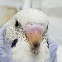 爽やか系、スパングルブルーセキセイインコ