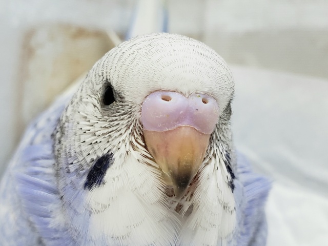 爽やか系、スパングルブルーセキセイインコ 爽やか系、スパングルブルーセキセイインコ