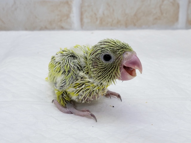 レア？アメリカンイエローマメルリハ