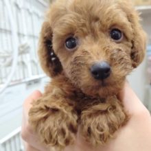 甘えんボーイ！トイプードル(レッド) 男の子♪