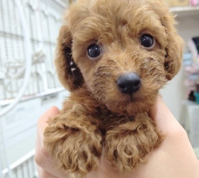 甘えんボーイ！トイプードル(レッド) 男の子♪