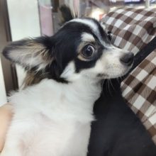 パピヨンじゃないよ！ロングコートチワワ 男の子♪