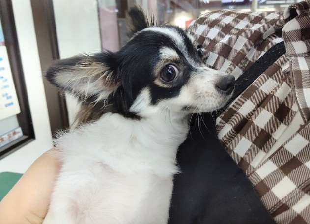 パピヨンじゃないよ！ロングコートチワワ 男の子♪