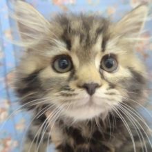 ライオンさん？スコティッシュフォールド(立ち耳) 男の子♪
