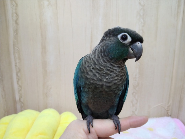 最新動画あり！グレーの綿毛卒業しました☆ウロコインコブルーさんいますよ！