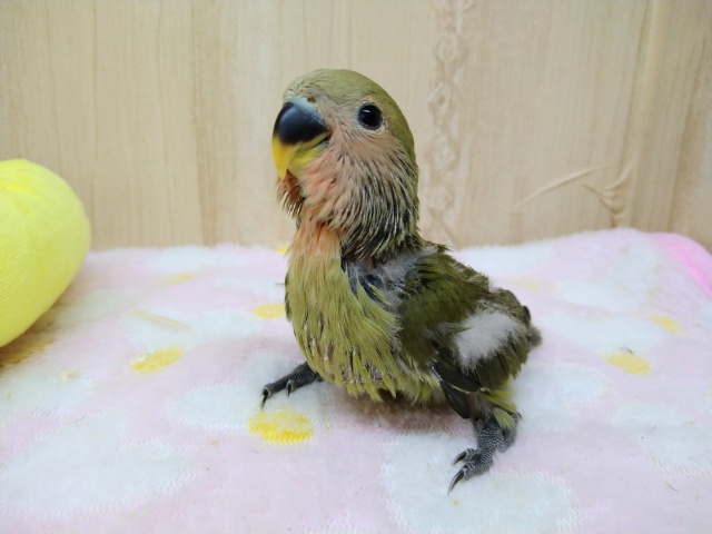 濃いめなお抹茶カラー！小桜インコオリーブ来ました〜