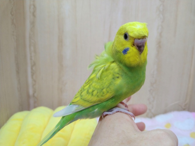 甘えん坊ナデナデ動画あり！ちょびっと羽衣セキセイさん来ましたよ〜