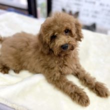 トイプードル（レッド）　2021年3月28日生まれ　男の子