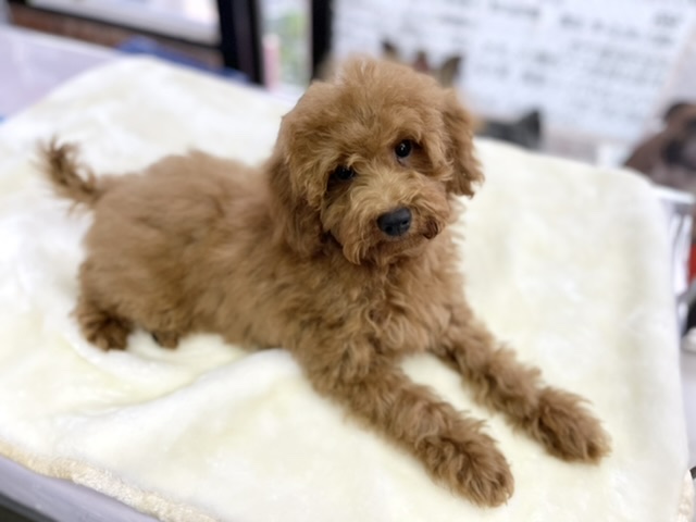 トイプードル（レッド）　2021年3月28日生まれ　男の子