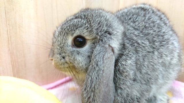 大きなお耳と瞳がたまりません♪ ロップイヤー　男のコっ