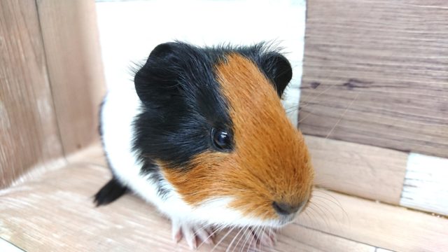 手のりモルちゃん。イングリッシュモルモットです～～