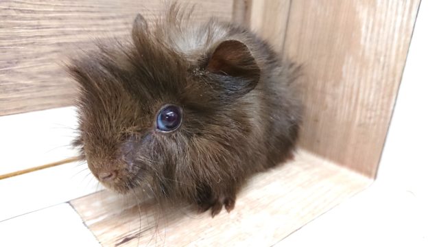 なかなかﾚｱなモルちゃんなんです☆☆☆アビシニアンモル、チョコレート♪