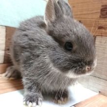 まんまるボディのウサギさん♪　ネザーランドドワーフラビット～～