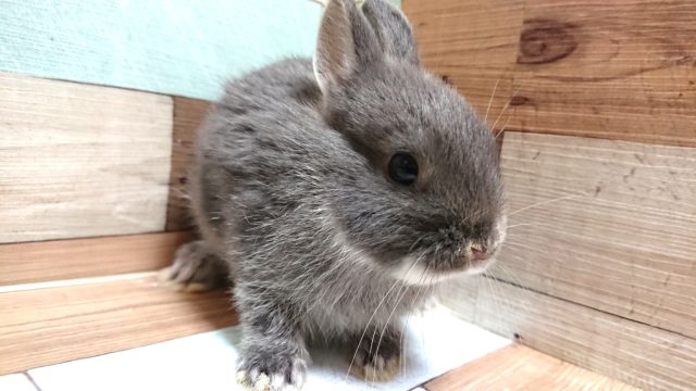 まんまるボディのウサギさん♪　ネザーランドドワーフラビット～～