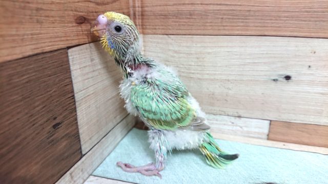 人気の高いカラーのコです☆セキセイインコ　パステルカラーレインボー