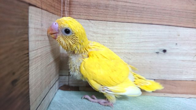 早くお家決まるかな。。セキセイインコ　ダブルファクター　イエロー
