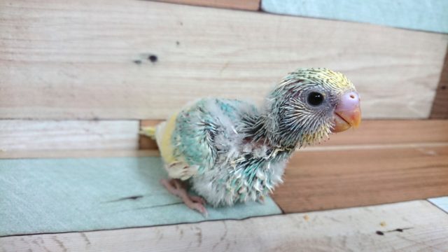 クリームカラーの乗ったｷﾚｲなコ☆　セキセイインコ　パステルレインボーパイド