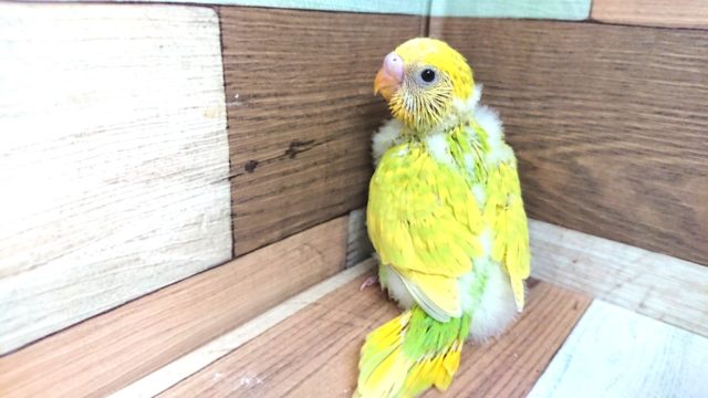 ライム系清々しい～カラーのセキセイインコ　スパングルですっ
