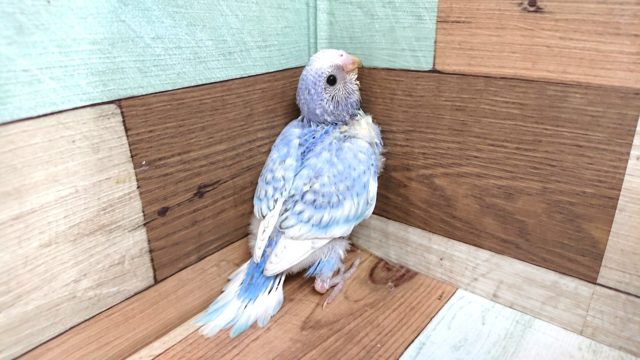 ちょっと特徴が強いセキセイインコ～　スパングルになります♬