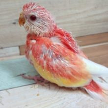 お探しの方が多いインコです！　秋草インコ（ローズ）　ルビノーになります