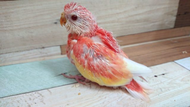 お探しの方が多いインコです！　秋草インコ（ローズ）　ルビノーになります