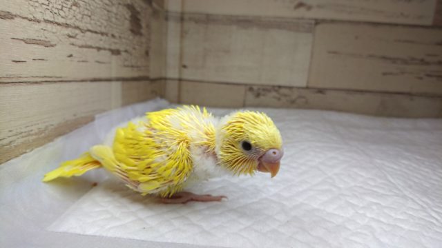 やけに光る☆コです！　セキセイインコ　ダブルファクター　2021　8月6日