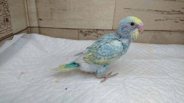 何か。。楽しそうです☆　セキセイインコ　レインボースパングル　2021　8月6日