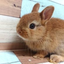 可愛い。。ホントに可愛い。。。ネザーランドドワーフラビット～～