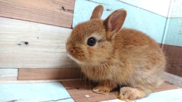 可愛い。。ホントに可愛い。。。ネザーランドドワーフラビット～～