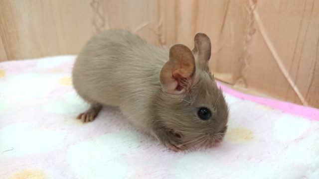 タレ目さん♪　甘ぁ〜いフェイス？？デグー　チョコレート