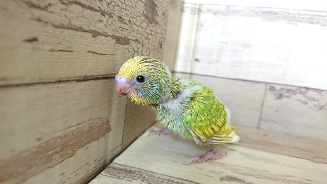サザナミ模様がｷﾚｲなんです☆　セキセイインコ　スパングル～～