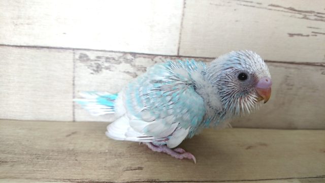 青いから、波のようですね☆　セキセイインコ　スパングル～