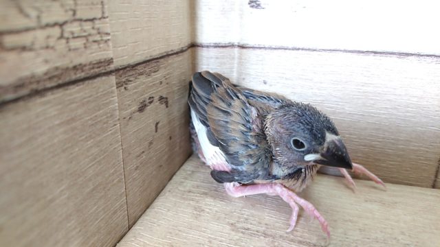 早くもやってきました！　桜文鳥～～