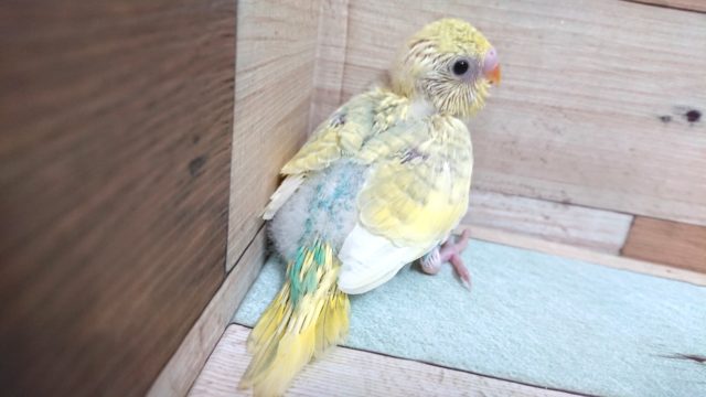 ｷﾚｲです☆　セキセイインコ　パステルレインボースパングル～～