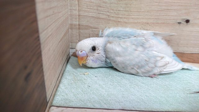 体の預け方が可愛くて。。たまりません！　セキセイインコ　ホワイトウィング