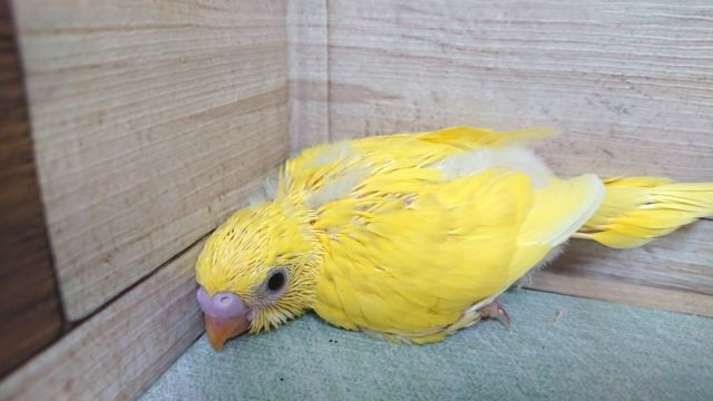 たくさん話しかけてねっ☆　セキセイインコ　ダブルファクター
